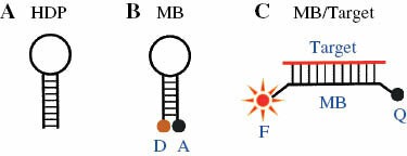 Hairpin probes and fundamental detection mechanisms