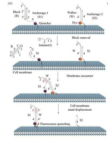 A schematic representation demonstrating the use of DNA probes to observe dynamic and fleeting molecular interactions on live cell membranes.