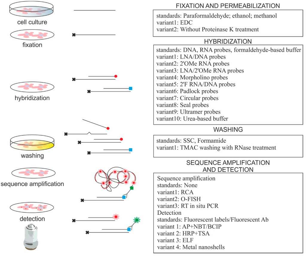 The in situ hybridization techniques applied for imaging small RNAs.