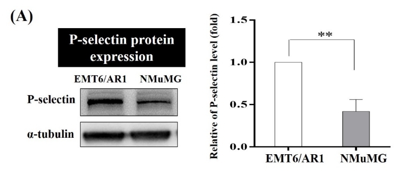 P-selectin levels in EMT6-AR1 and NMuMG cell lines.