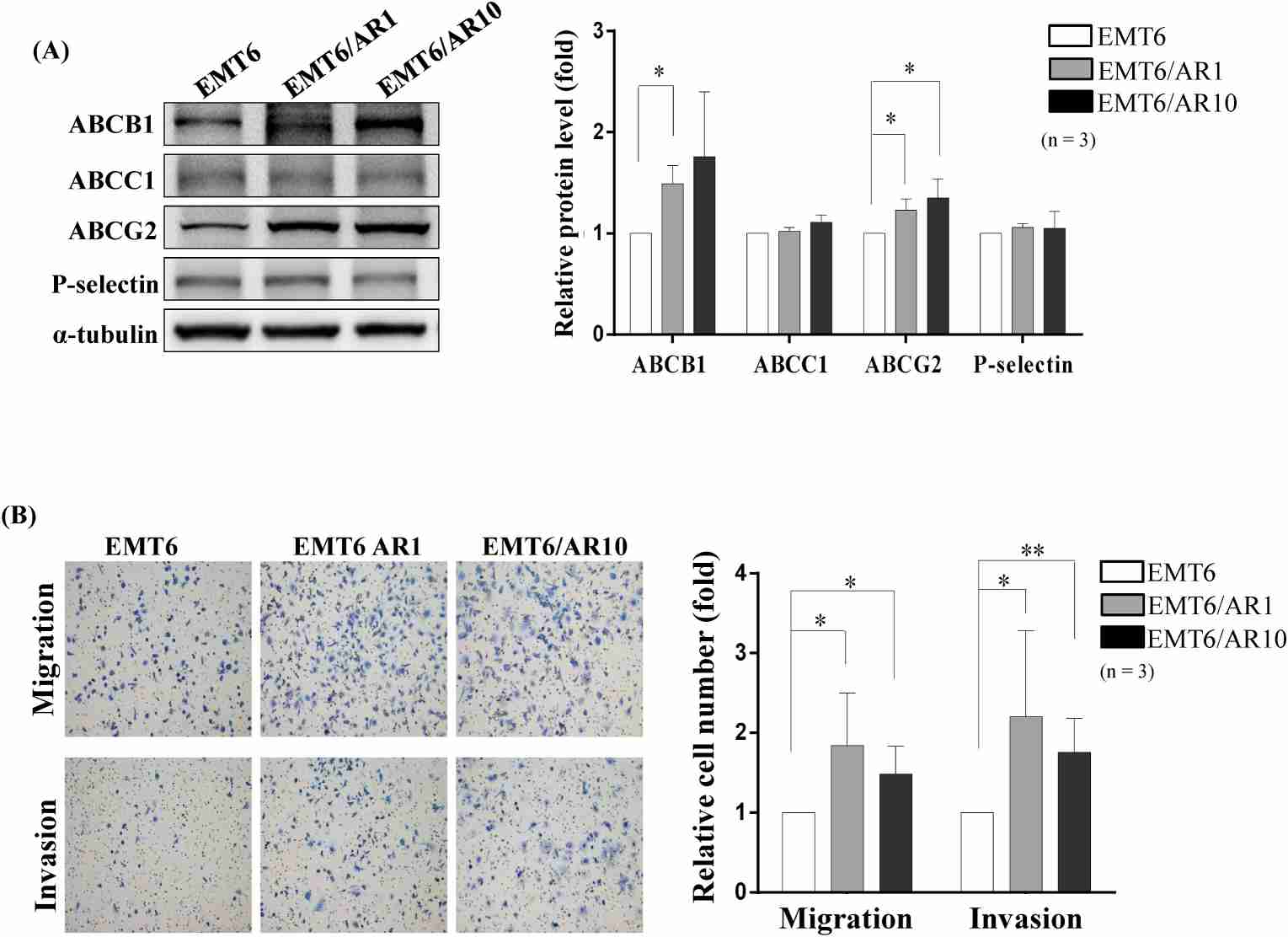 Expression profiles of ABC transporter family and P-selectin proteins in murine mammary carcinoma cell lines and their corresponding motility patterns.