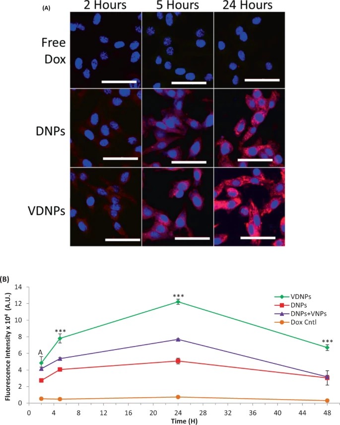 Breast cancer cells exhibiting multidrug resistance (MDR) and treated with dual-loaded nanoparticles (NPs) demonstrate a marked increase in doxorubicin (Dox) accumulation and retention compared to control groups.