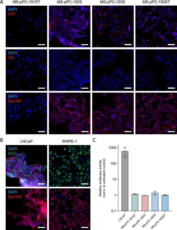 Establishment of Cell Lines Using a Non-viral Immortalization Approach ...