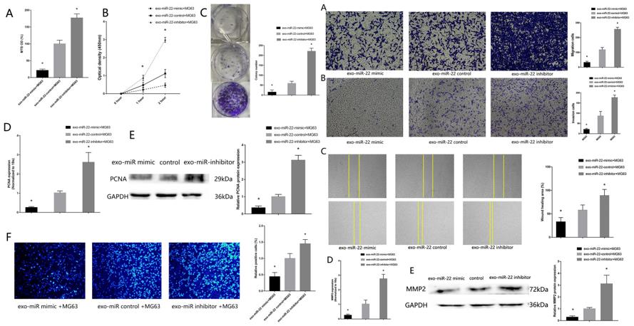 Left: (A) MTS assay detected the proliferation of MG63 co-culture with high-miR22-exo-MSC and low-miR22-exo-MSC. (B) CCK-8 assay. (C) colony formation assay. (D) RT-qPCR detected the expression of PCNA. (E) Western blotting detected the expression of PCNA. (F) EdU assays. Right: (A) Transwell migration assay detected the migration of MG63 co-culture with high-miR22-exo-MSC and low-miR22-exo-MSC. (B) Transwell invasion assay detected the invasion of MG63 co-culture with high-miR22-exo-MSC and low expression exosome. (C) Wound healing assay. (D) RT-qPCR detected the expression of MMP2. (E) Western blotting detected the expression of MMP2.