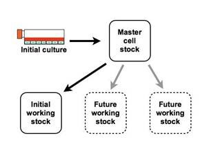 A two-step approach using both a master and working stock for cell banking.