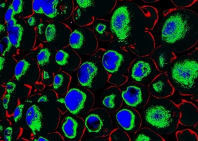 3-guides-for-live-cell-imaging-dyes-1