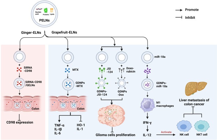 Plant-derived exosome-like nanovesicles serve as vectors for drug delivery.