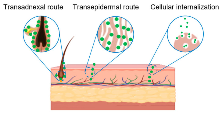 Schematic diagram of plant-derived exosome-like nanovesicles transdermal administration.