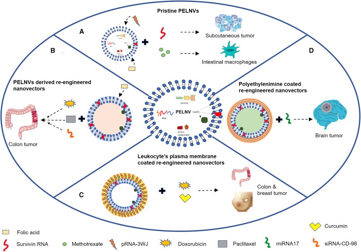 Modification of plant-derived exosome-like nanovesicles for targeted drug delivery.