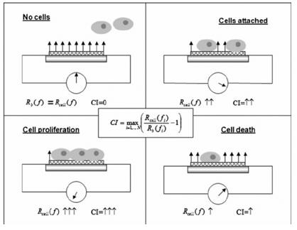 Mechanism of the RT-CES assay.