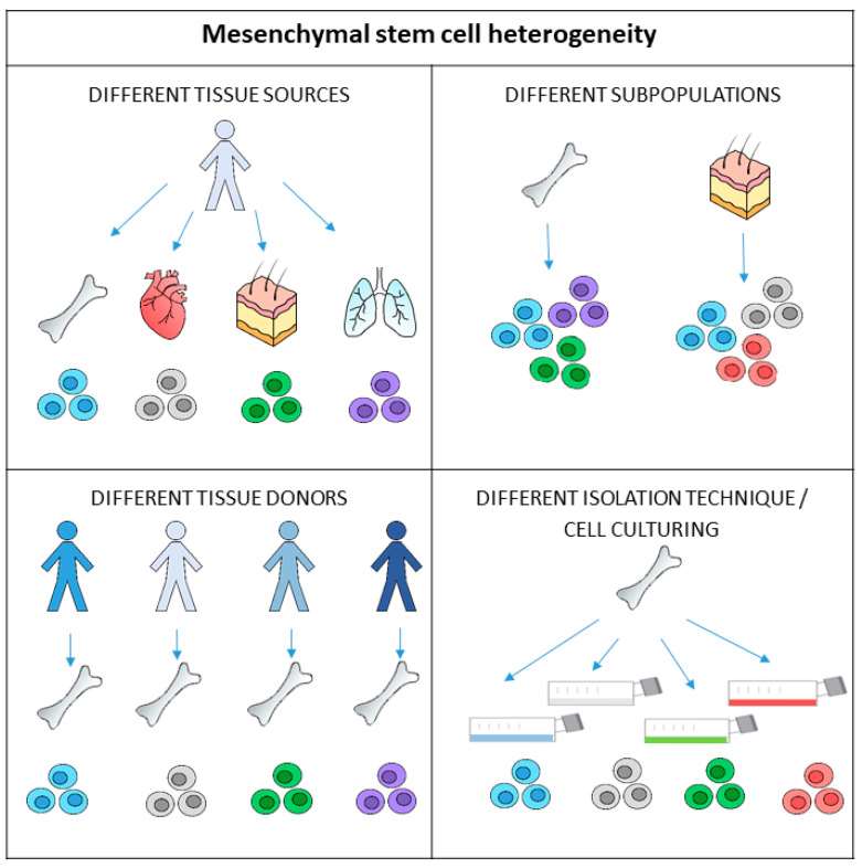 Fig. 1 MSCs exhibit heterogeneity on multiple levels.