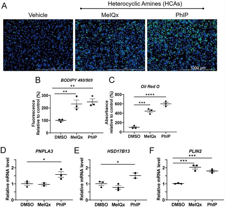 Changes of lipid droplets, neutral lipids, cholesterol and PON1 after HCA exposure in cryopreserved human hepatocytes.