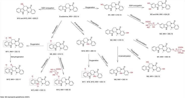 Metabolic pathways of evodiamine in human hepatocytes and liver microsomes.