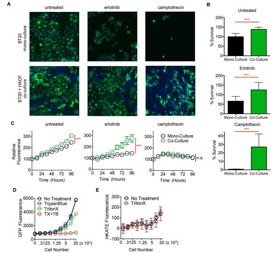 GFP-based measurements fail to provide an accurate assessment of cell death.