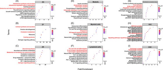 Gene set enrichment analysis of the single-nuclei transcriptome in normal adult human adrenal glands.