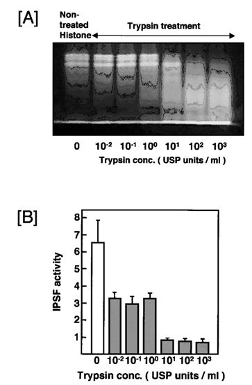 [A] Histone was directly labeled by FITC. FITC-conjugated histone was digested by various concentrations of trypsin. Following the digestive reaction at 37°C, histone fragments were assayed by SDS-PAGE. The bands of fragments derived from histone were seen by UV light. [B] The IPSF activity of histone digested by trypsin for various periods was assayed. The bars indicate the IgM production of each reaction mixture.