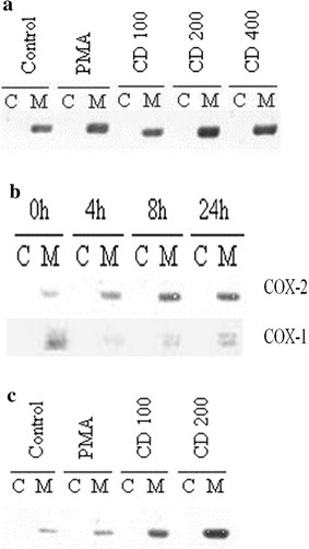 (a) Western blot analysis of COX-2 in MKN-74 after treatment with 10 nM PMA, 100, 200, and 400 μM CD, respectively for 24 h. M denotes membrane extract and C denotes cytosolic extract. (b) Western blot analysis of COX-2 and COX-1 in MKN-74 after treatment with 200 μM CD for 0, 4, 8, and 24 h, respectively. (c) Western blot analysis of COX-2 in SK-GT5 after treatment with 10 nM PMA, 100 and 200 μM CD, respectively for 24 h.