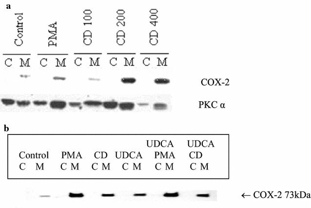 (a) Induction of cyclooxygenase (COX)-2 by CD required activation of PKCα in MKN-74 cells. Exponentially growing MKN-74 cells were exposed to control, 10 nM PMA, and CD in 100, 200, and 400 μM respectively for 24 h; then cells were collected and fractionated into membrane (M) and cytosolic (C) extracts. Western blot analyses were performed using COX-2 and PKCα antibodies. (b) UDCA did not affect PMA- or CD-induced COX-2 protein expression. Exponentially growing MKN-74 cells were exposed to control, 10 nM PMA, 200 μM CD, 200 μM UDCA, 10 nM PMA plus 200 μM UDCA, or 200 μM CD plus 200 μM UDCA for 8 h, then cells were collected and fractionated into membrane (M) and cytosolic (C) extracts. Western blot analyses were performed using COX-2 antibody.