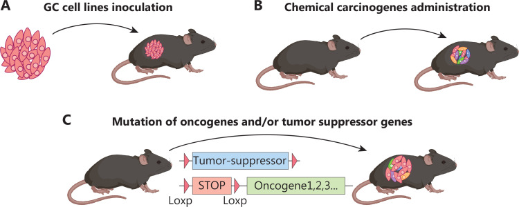 (A) Allograft GC models generated by subcutaneous and orthotopic transplantation of mouse gastric cell lines, such as MFC and YTN16, show favorable replicability and stability but also induce an unnaturally hyperinflammatory response. (B) Chemical carcinogen-induced GC mouse models, such as those using MNU and MNNG, exhibit high mutational burden and immunogenicity. (C) Genetically engineered mouse models of GC generated through genetic manipulation within stomach-specific cells have uncovered genotype-phenotype relationships during GC initiation and progression.