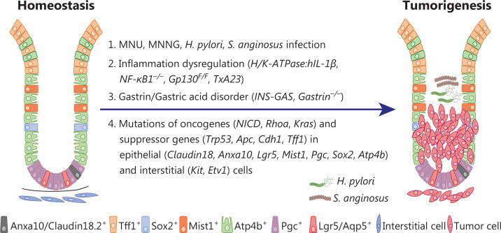 Modeling of gastric tumorigenesis by genetic manipulation within distinct cell types has revealed the high heterogeneity in cell origin during human GC initiation.