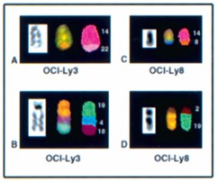 For each illustration, left to right are G-banded, SKY display, and SKY classification images. A and B: OCI-Ly3. C and D: OCI-Ly8.