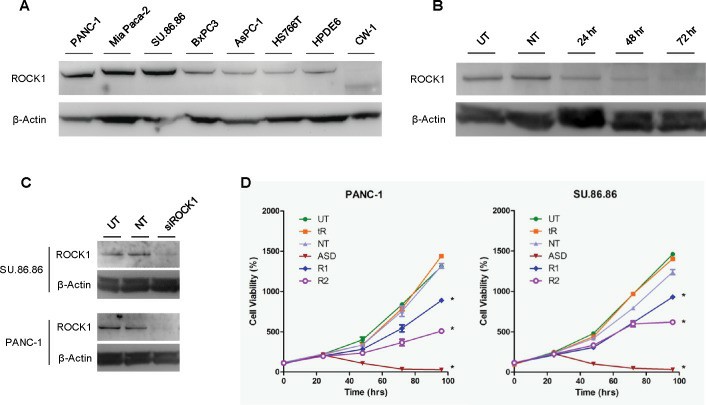 A) ROCK1 was detected in pancreatic cancer cell lines (PANC-1, Mia PaCa-2, SU.86.86, BxPC3, AsPC-1, and HS766T), the immortalized normal pancreatic ductal epithelial cell line (HPDE6), and the cancer-associated fibroblasts (CW-1) by Western blotting. B) Western blotting analysis of ROCK1 knockdown by siRNA over 72 hours. (C) Western blotting analysis of ROCK1 knockdown by siRNA (72-hour treatment) in two cell lines, SU.86.86 and PANC-1. (D) Growth curves of pancreatic cancer cells (PANC-1 and SU.86.86) treated with siRNA to ROCK1.