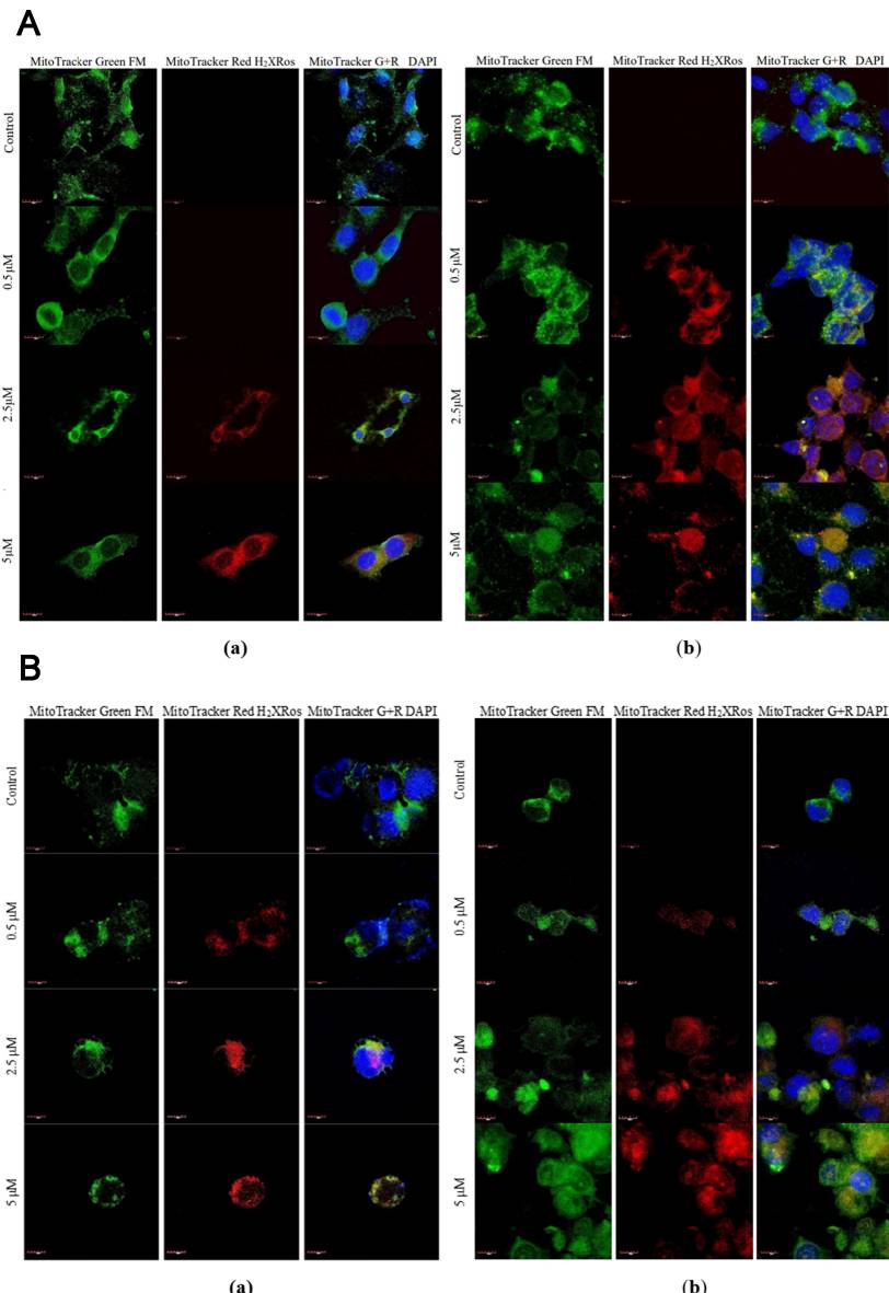 Immunofluorescence staining of ROS in SNB-19 cells (A) and PC-12 + NGF cells (B) after incubation with different concentrations of CEP for (A) 24 h and (B) 72 h.