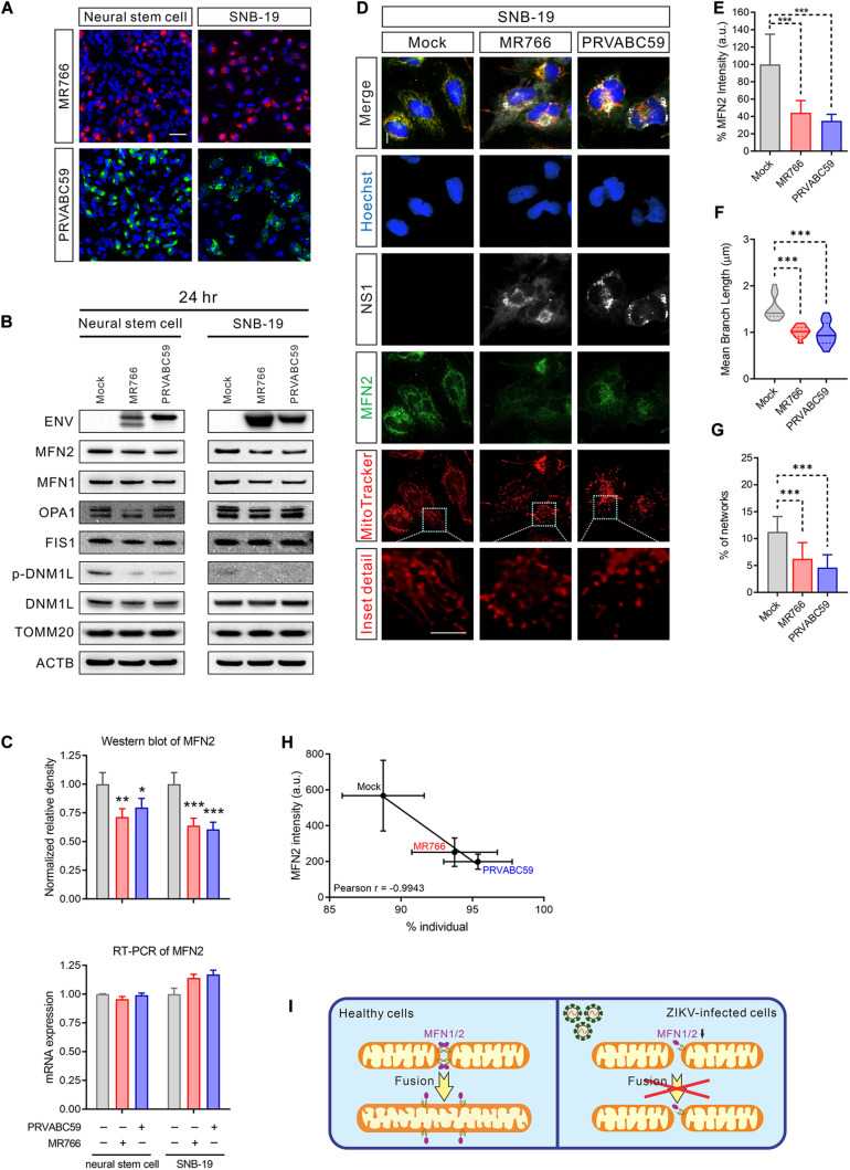 MFN2 protein level was reduced in ZIKV-infected cells.