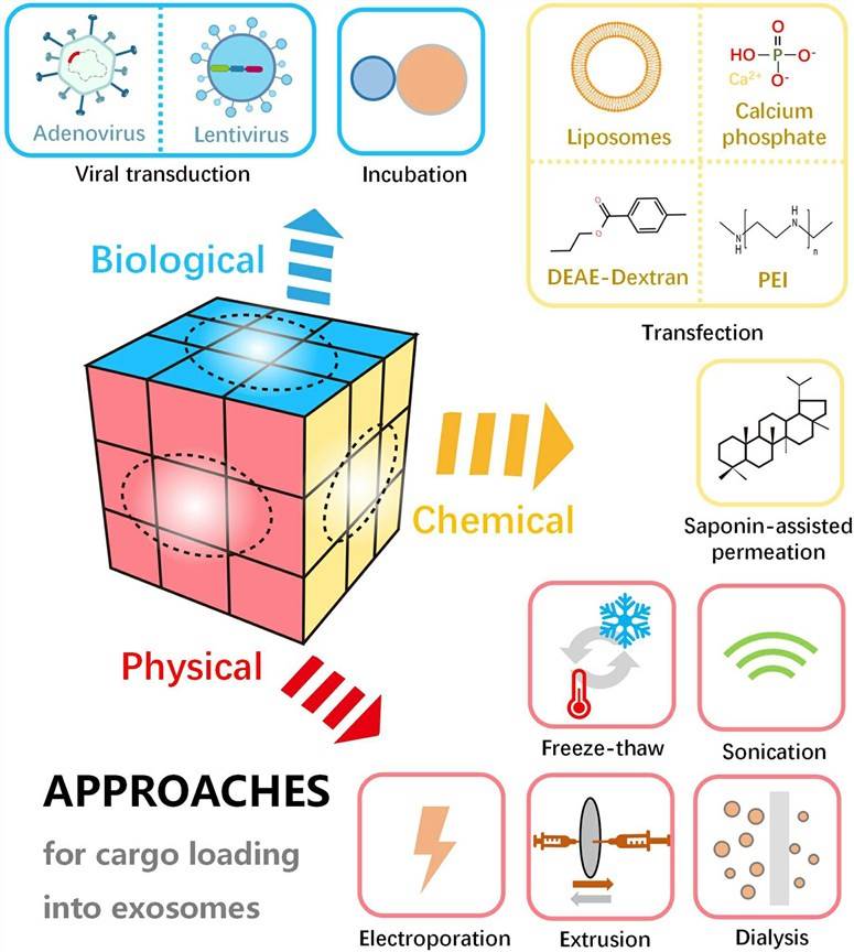 Schematic diagram of various approaches for cargo loading into or onto exosomes.