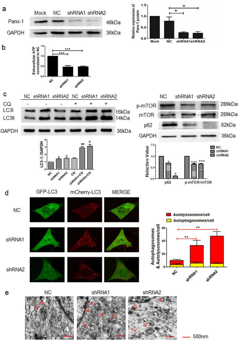 Knockdown of Panx-1 increased autophagy in I-10/CDDP cells.