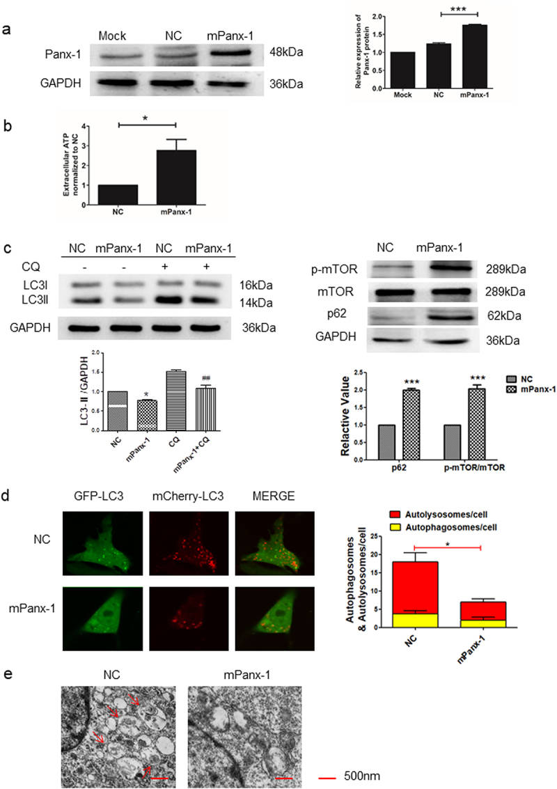 Overexpression of Panx-1 decreased autophagy in I-10/CDDP cells.