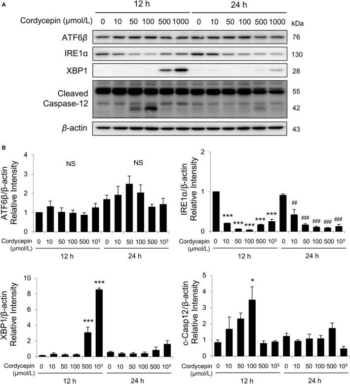 Cordycepin-induced apoptosis of MA-10 cells by activating ATF6 and IRE1 signaling pathways.