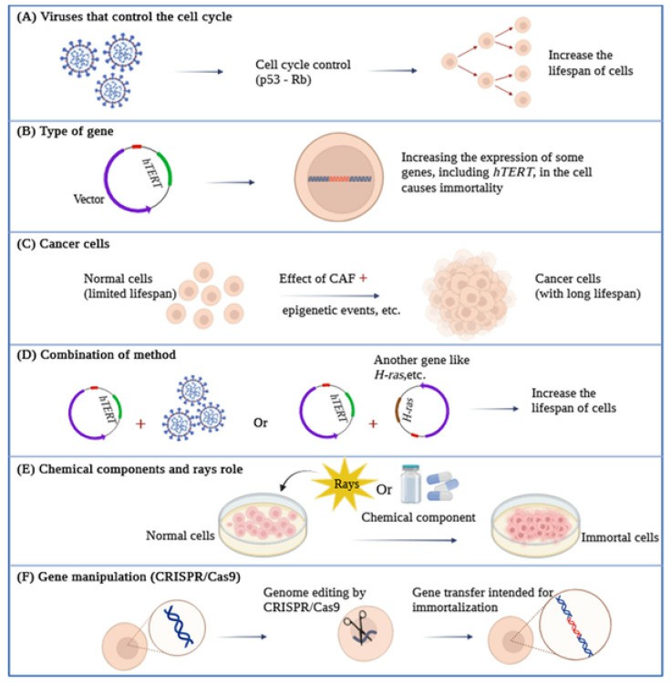 Overview of different cell immortalization methods.