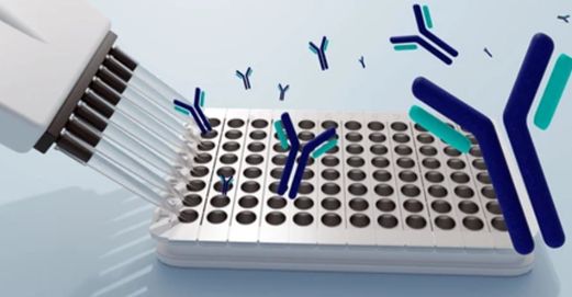 4-direct-vs-indirect-cell-based-elisa-1