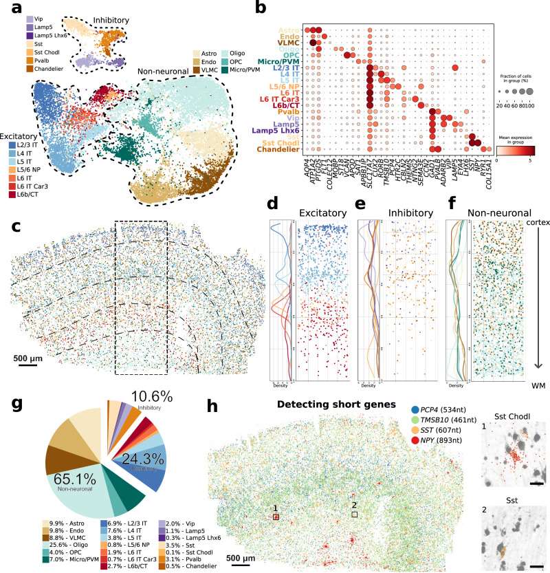 Fig. 2 DART-FISH mapping of cell types in the human M1C.