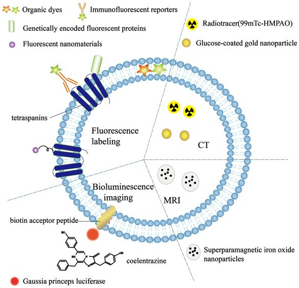 The method of exosomes labeling.