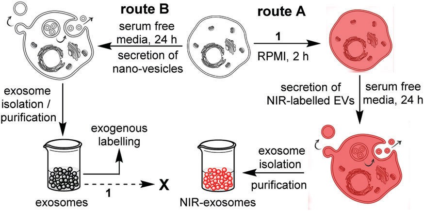 Strategies for exogenous and endogenous labeling using NIR-AZA.