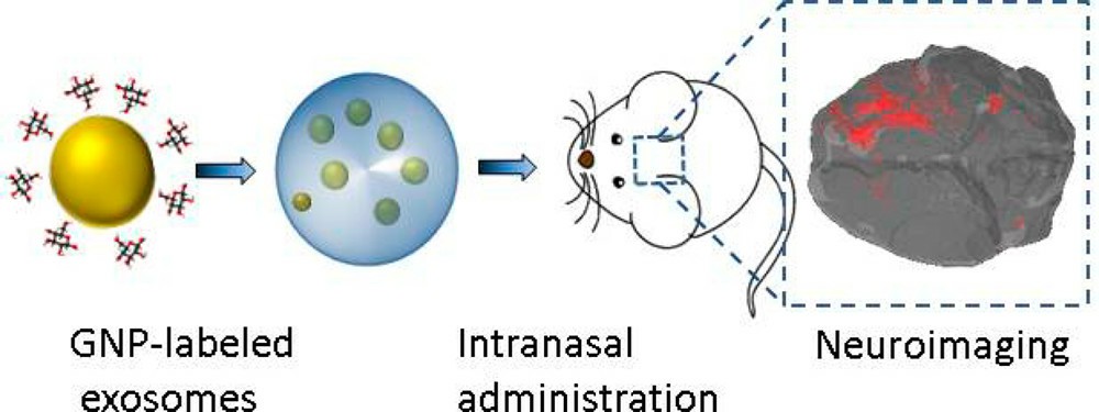 Neuroimaging of exosomes with gold nanoparticles.