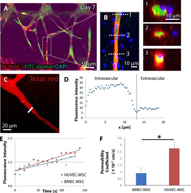 Perfusion of fluorescent dextran into engineered microvasculatures.