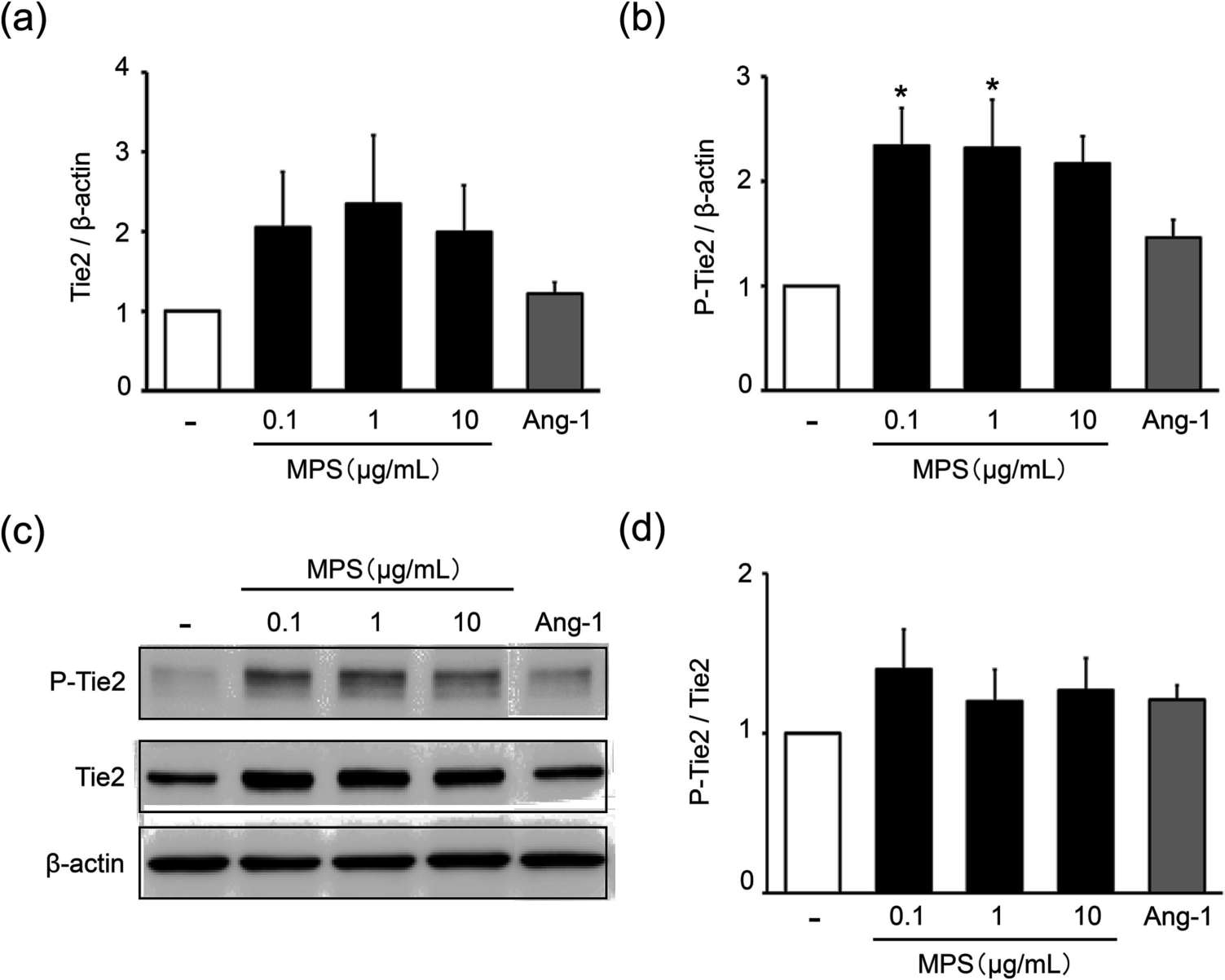 Effects of MPS on the protein expression of Tie2 and phosphorylated Tie2 in human dermal microvascular endothelial cells.