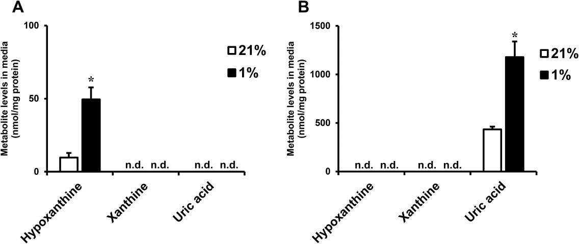 Levels of hypoxanthine in the culture media of human adipocytes.