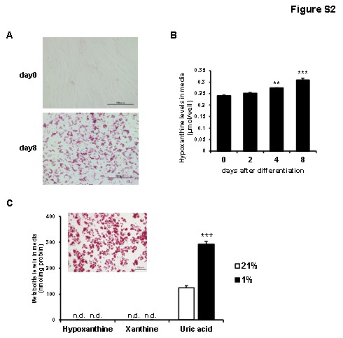 Hypoxanthine concentrations in the culture media of human preadipocytes and differentiated adipocytes.