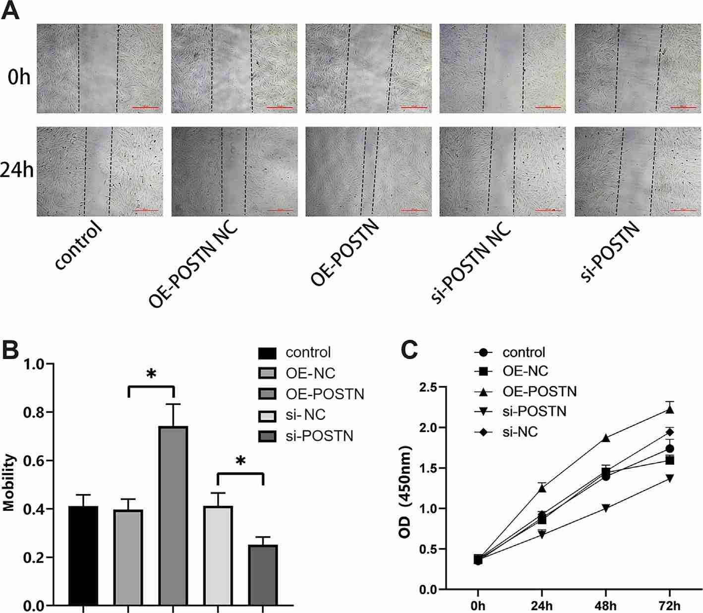 Effect of POSTN on the migration and proliferation of tracheal fibroblasts.