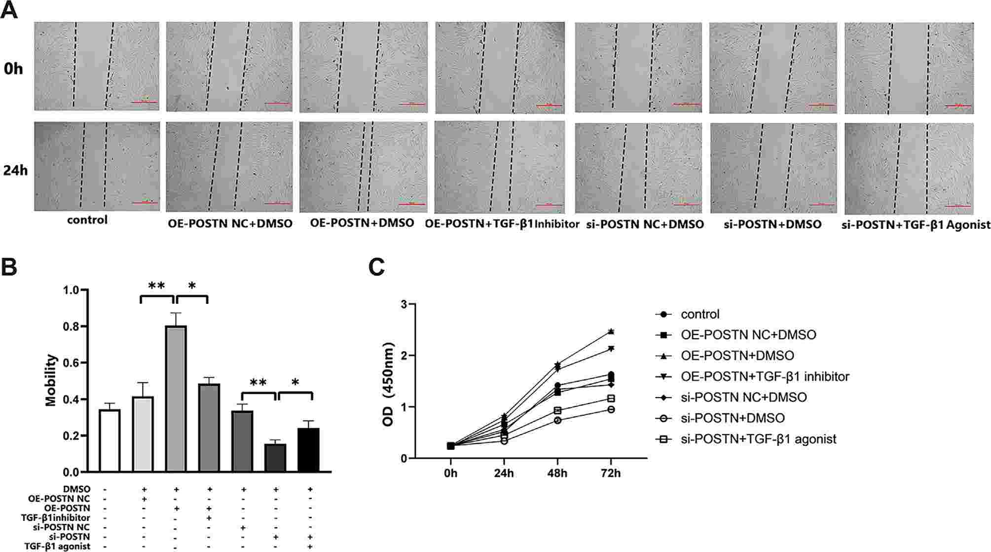 Effect of POSTN on the migration and proliferation of tracheal fibroblasts through TGF-β1.