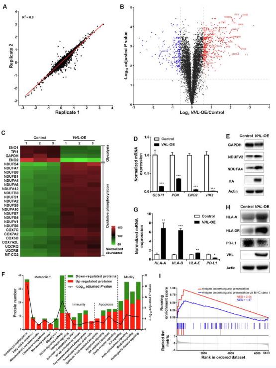 A. The correlation of two biological replicates from proteomes exhibited good repeatability. B. A volcano diagram of up-regulated (red) and down-regulated (blue) proteins between the VHL-OE and control cells based on fold change (x-axis) and adjusted P value (y-axis). C. A heatmap showing the changes of the proteins involved in glycolysis and oxidative phosphorylation. D. RT-PCR analysis of GLUT1, PGK, ENO2, and HK2 in VHL-OE and control cells. E. Western blotting analysis confirmed VHL overexpression-induced changes in GAPDH, NDUFV2, and NDUFA4 in VHL-OE cells. F. The top 20 canonical pathways can be grouped into four biological processes analyzed by IPA software. G. RT-PCR analysis revealed that VHL overexpression significantly up-regulated HLA-related genes but down-regulated PD-L1. H. Western blotting analysis confirmed VHL overexpression-induced changes in HLA-A, HLA-DR, and PD-L1 in VHL-OE cells. I. Antigen processing and presentation (red) and antigen processing and presentation via MHC class I (blue) were all highly up-regulated by GSEA