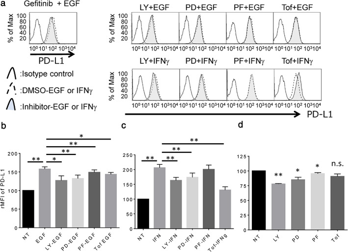 (a) The expression level of PD‐L1 in LC‐2/ad cells pretreated with each signaling inhibitor (gefitinib 1 μM; LY, LY294002 10 μM; PD, PD98059 10 μM; PF, PF4708671 10 μM; Tof, tofacitinib 1 μM) for 2 h followed by 100 ng/mL EGF or 0.5 ng/mL IFNγ for 24 h evaluated by flow cytometry. The relative mean fluorescence intensity (rMFI) of PD‐L1 was calculated in cells pretreated with each signal inhibitor followed by (b) IFNγ and followed by (c) EGF, or (d) treated with each signal inhibitor alone based on three independent experiments and evaluated using Student's t‐test.