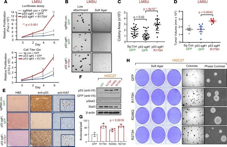 (A) Proliferation of control (sgRNA con + GFP), p53-KO (p53 sg#1 + GFP), and p53 KO-R175H' rescue (p53 sg#1 + R175H') LMSU cells using a firefly luciferase assay. (B) Low-attachment and soft agar colony formation assays of control, p53-KO, and p53 KO-R175H' rescue LMSU cells. (C) Quantification of low-attachment colony formation assay described in B. (D) Primary tumor growth of flank xenografts of control, p53 KO, and p53 KO-R175H' rescue LMSU cells at 6 weeks. (E) p53 IHC of xenografts described in D at the endpoint. (F) Immunoblot showing expression of GFP control or indicated mutant p53 in the genetically engineered HGC27 gastric cancer line (p53 null). (G) Quantification of soft agar colonies of HGC27 gastric cancer cell line expressing GFP control or the indicated p53 mutant. (H) Crystal violet, dissection microscope, and phase-contrast images of soft agar colonies of the HGC27 gastric cancer cell line expressing GFP control or the indicated p53 mutant.