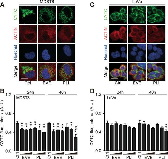 A, C Images were quantified of cytoplasmic cytochrome c intensity and are reported as a bar chart (B, D).