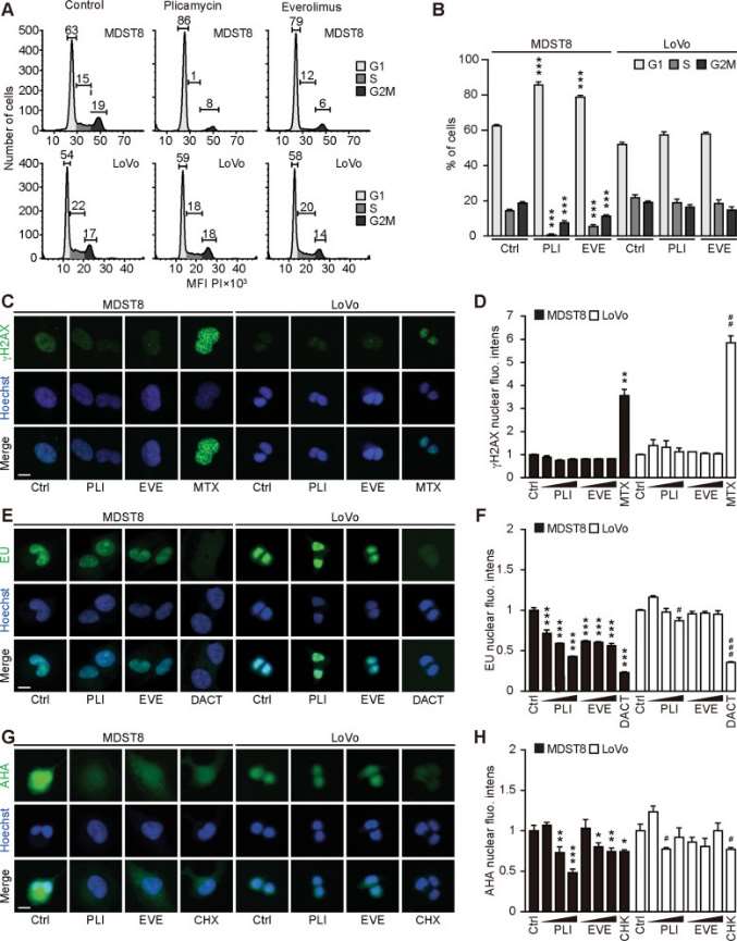 Representative cell cycle histograms of MDST8 and LoVo cells are shown in (A) and the percentage of cells in each cell cycle phase is depicted as a bar chart in (B). The formation of nuclear γH2A.X+ foci is shown in (C) and the average nuclear intensity of the γH2A.X signal was quantified (D). Cells were pre-treated with the aforementioned compounds in a complete medium and followed by an additional hour of treatment in the presence of 100 mM 5-ethynyl uridine (EU). After fixation, cells were permeabilized, and EU was stained with an Alexa Fluor-488-coupled azide (E). The EU intensity in the nucleus of each condition was ranked between the untreated control (control, Ctrl, 0% transcription inhibition) and the control that was not incubated with EU (corresponding to 100% transcription inhibition) (F). Afterward, the treatments were continued in a methionine-free medium supplemented with 50 μM L-azidohomoalanine (AHA) for 1 h, and AHA incorporation was detected after fixation, permeabilization, and blocking by the addition of an Alexa Fluor-488-coupled azide. Then, images were acquired (G), and AHA intensity in the cells was ranked between the untreated control (Ctrl, 0% translation inhibition) and control without AHA (corresponding to 100% translation inhibition) (H).