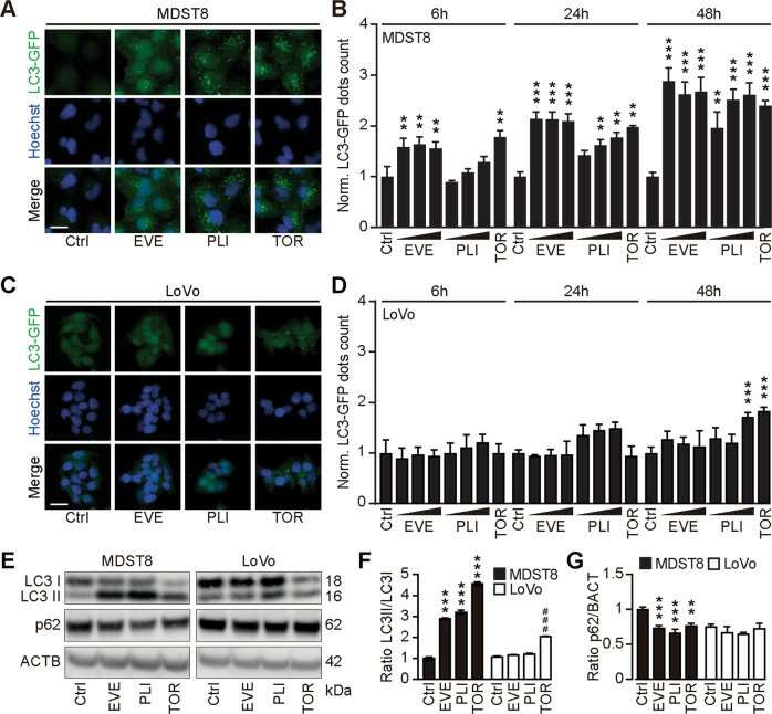 A MDST8 and C LoVo cells stably expressing GFP-LC3 were treated with plicamycin (PLI; 25, 50, and 100 nM), everolimus (EVE; 10, 100 nM and 1 µM) or torin1 (TOR; 0.1 μM) for 6 h 24 h and 48 h. B, D GFP-LC3 dots area were quantified. For each assessed parameter and cell line, data were normalized to the untreated control. E-G Human colon cancer MDST8 or LoVo cells were treated with EVE (0.1 μM) or PLI (50 nM) for 72 h. TOR (300 nM) was used for 6 h as a prototypical autophagy inducer. SDS–PAGE and immunoblot were performed, band intensities of LC3-I, LC3-II, p62, and β-actin (ACTB) were assessed, and the ratio LC3-II/ LC3-I (F) and p62/ACTB (G) were calculated.